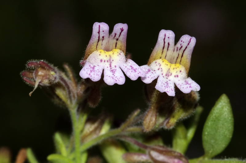 Chaenorhinum crassifolium crassifolium.25