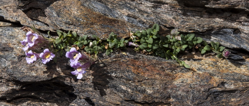 Chaenorhinum glareosum.01