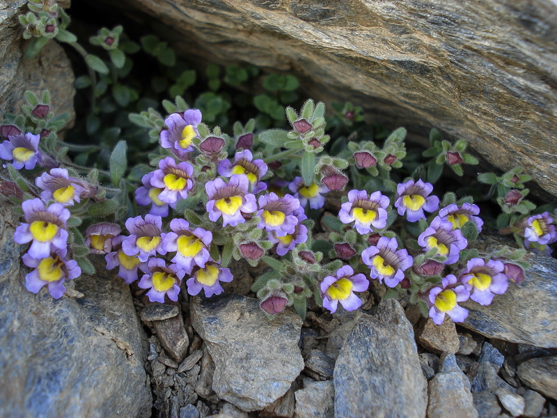 Chaenorhinum glareosum.05