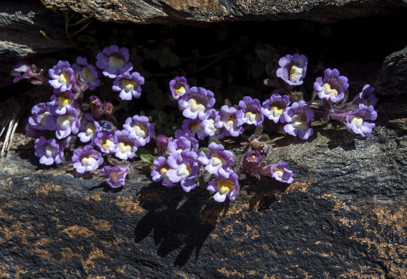 Chaenorhinum glareosum.09