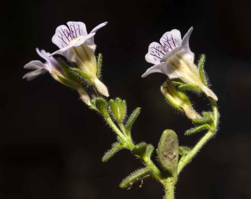 Chaenorhinum glareosum.21