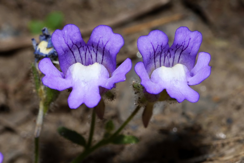 Chaenorhinum glareosum.29