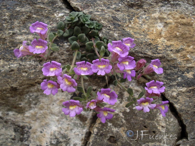 Chaenorhinum glareosum.30