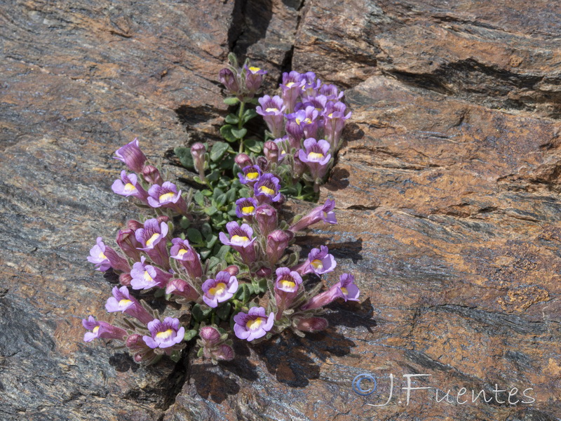 Chaenorhinum glareosum.34