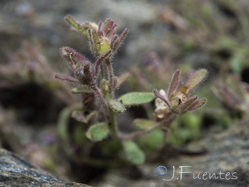 Chaenorhinum glareosum.35