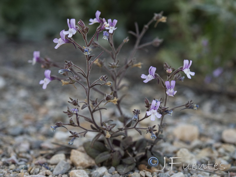 Chaenorhinum grandiflorum carthaginense.14