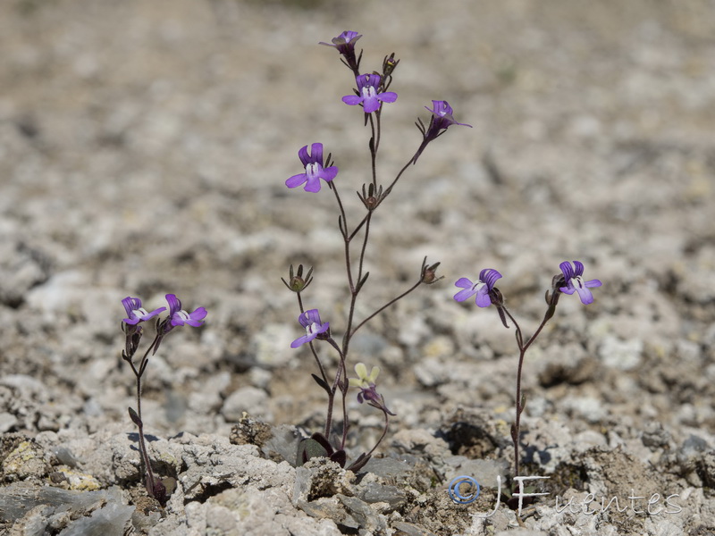 Chaenorhinum grandiflorum carthaginense.16