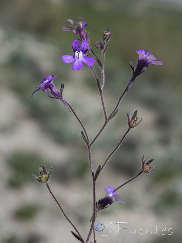 Chaenorhinum grandiflorum carthaginense.19