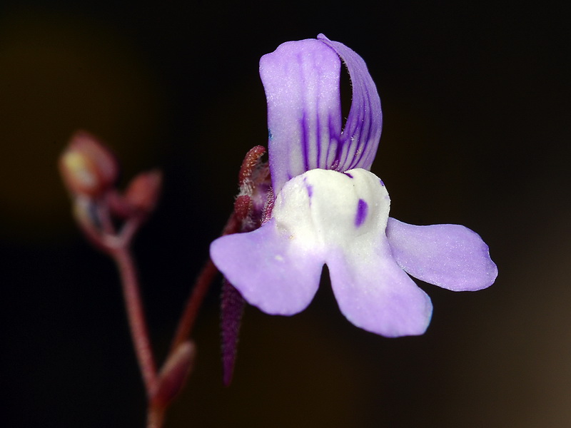 Chaenorhinum grandiflorum carthaginense.39