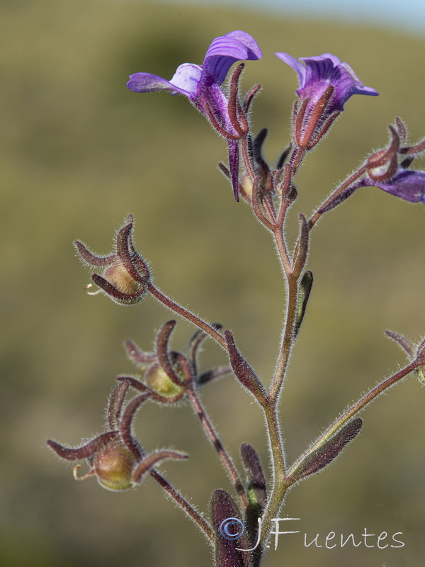 Chaenorhinum grandiflorum carthaginense.56