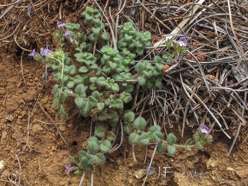 Chaenorhinum serpentinum.01