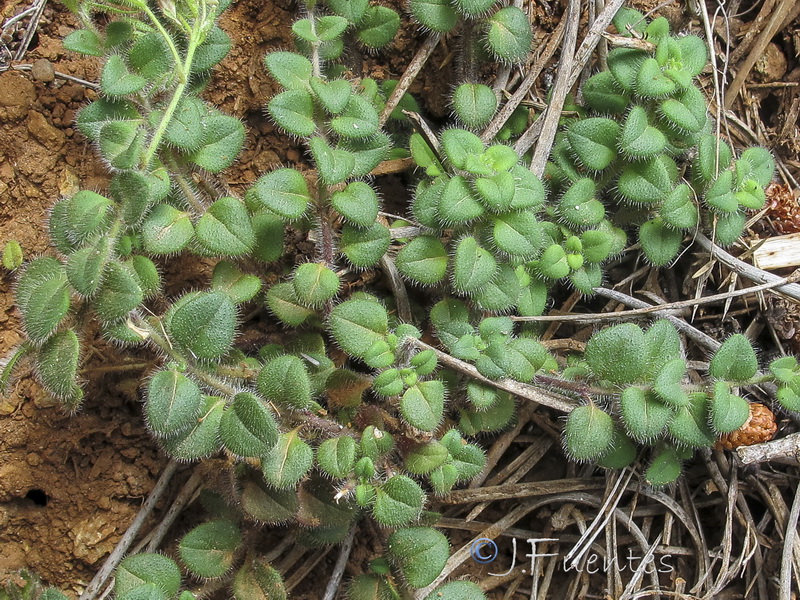 Chaenorhinum serpentinum.02