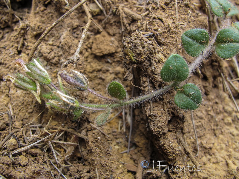 Chaenorhinum serpentinum.03