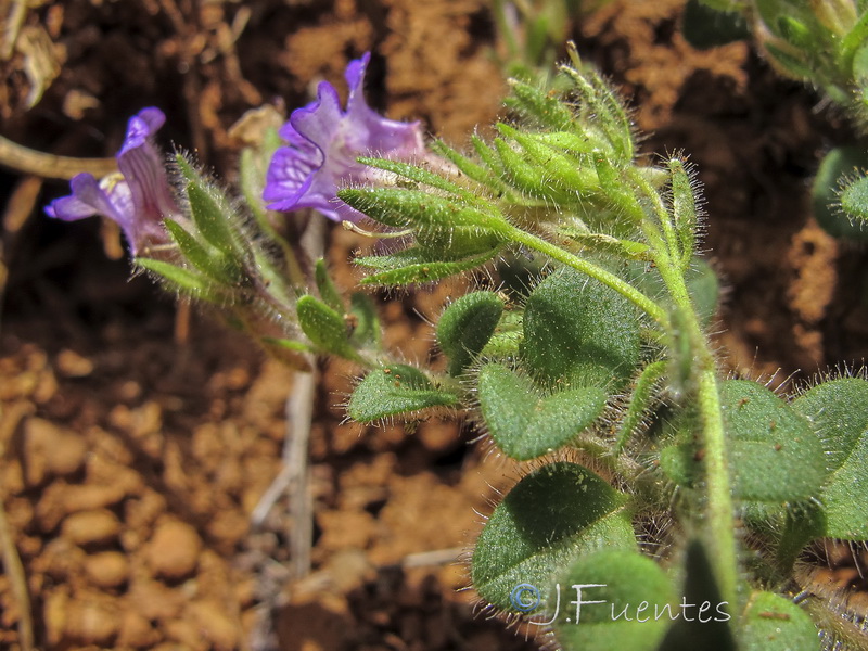 Chaenorhinum serpentinum.05
