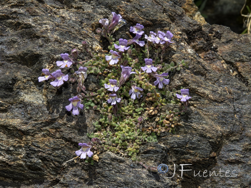 Chaenorhinum villosum villosum.01