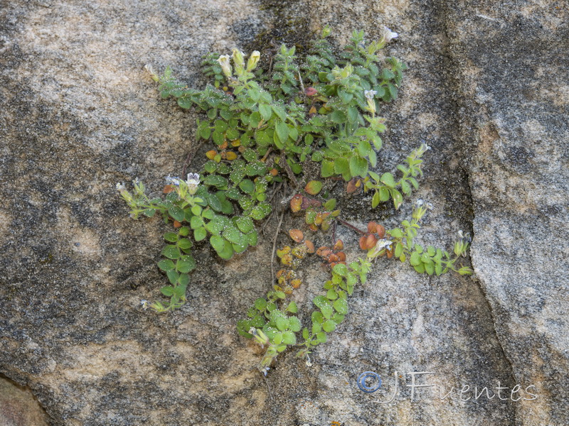 Chaenorhinum villosum villosum.02