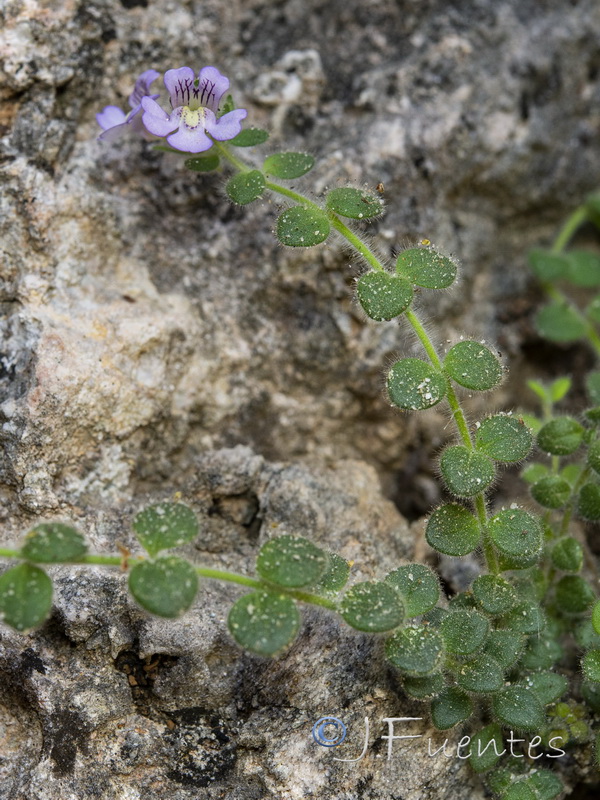 Chaenorhinum villosum villosum.05