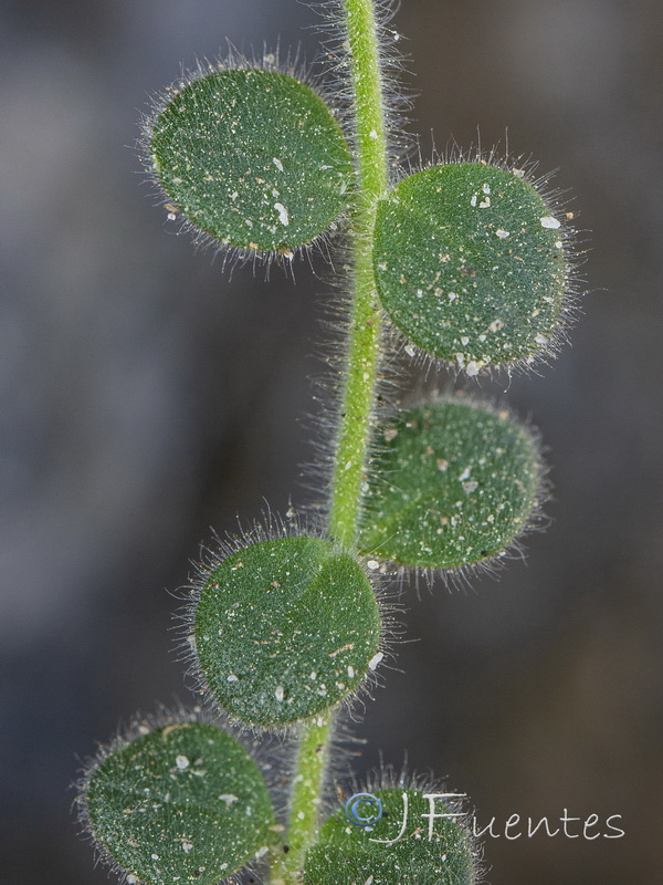 Chaenorhinum villosum villosum.06