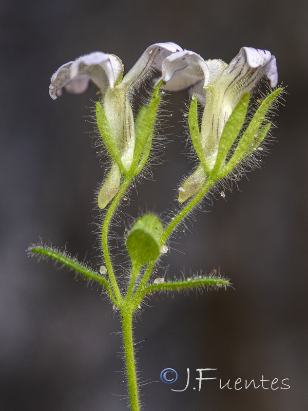 Chaenorhinum villosum villosum.08