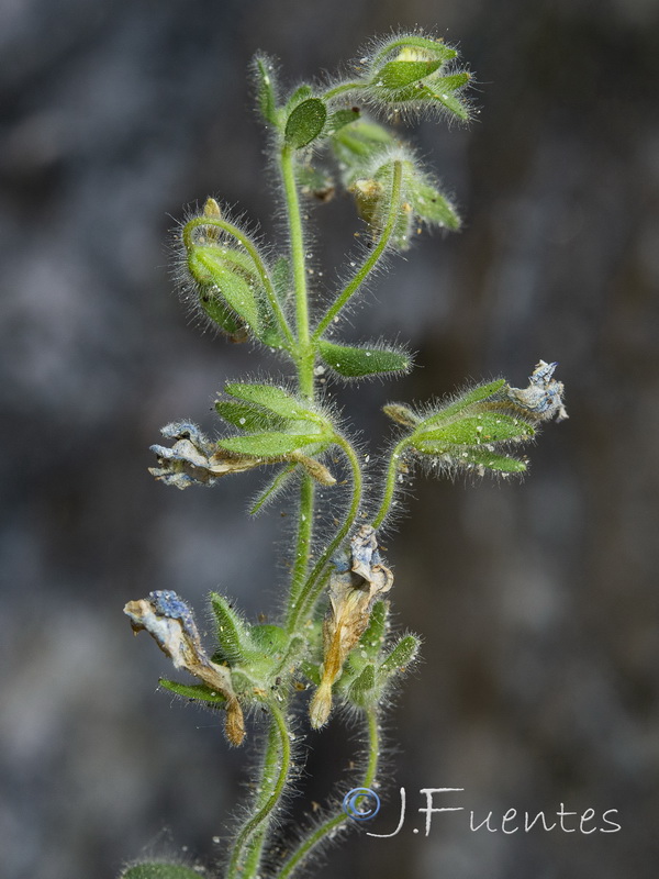 Chaenorhinum villosum villosum.10