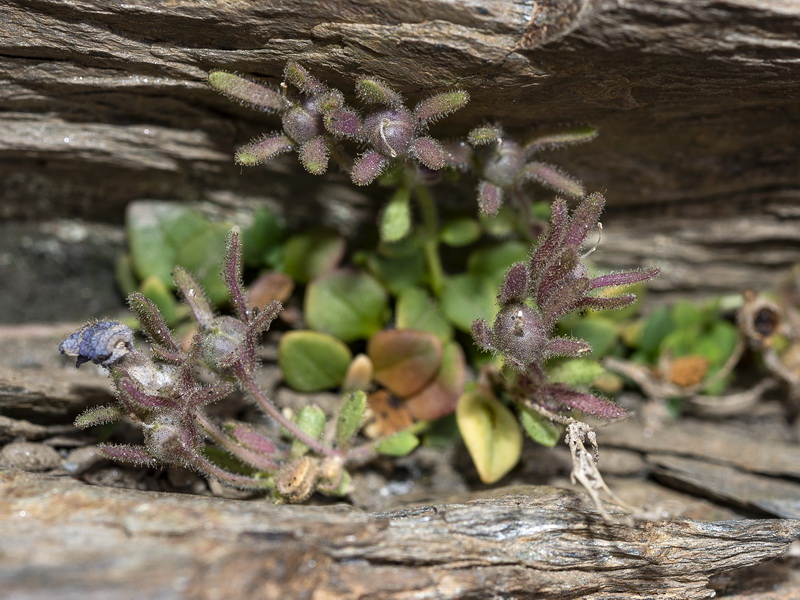 Chaenorrhinum glareosum.25