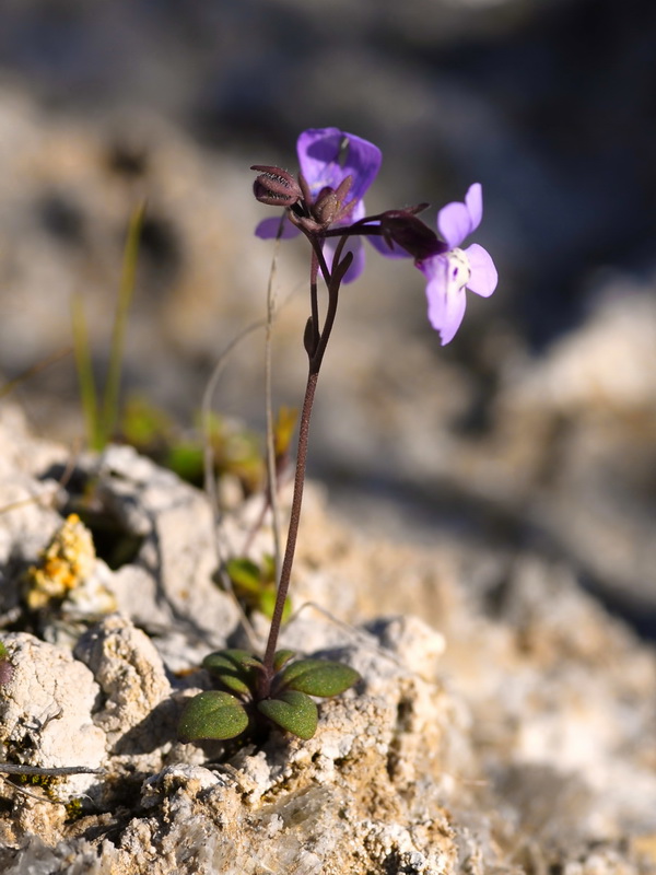 Chaenorrhinum grandiflorum grandiflorum.01