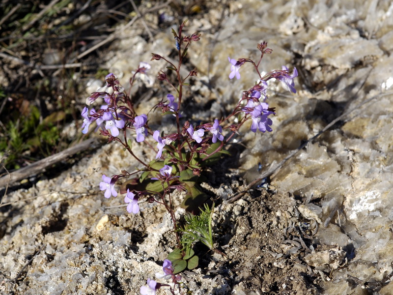 Chaenorrhinum grandiflorum grandiflorum.02