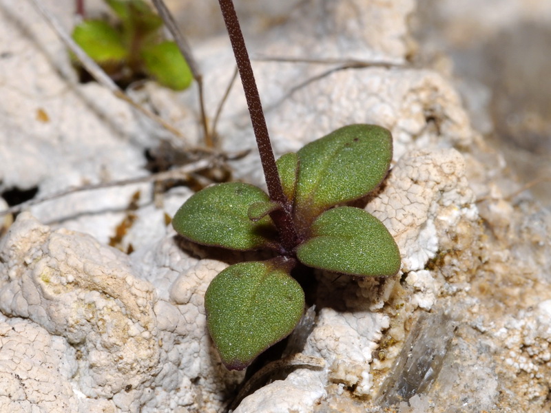 Chaenorrhinum grandiflorum grandiflorum.04