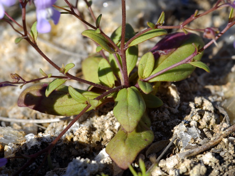 Chaenorrhinum grandiflorum grandiflorum.05