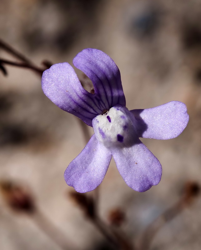 Chaenorrhinum grandiflorum grandiflorum.06