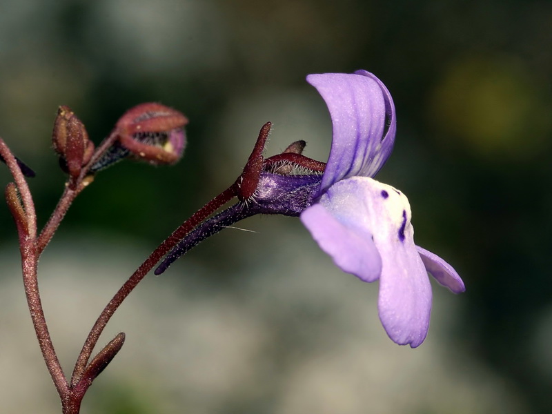 Chaenorrhinum grandiflorum grandiflorum.10