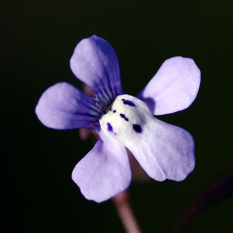 Chaenorrhinum grandiflorum grandiflorum.14