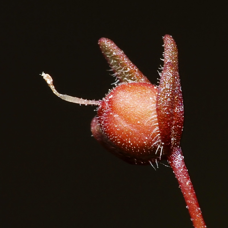 Chaenorrhinum grandiflorum grandiflorum.17