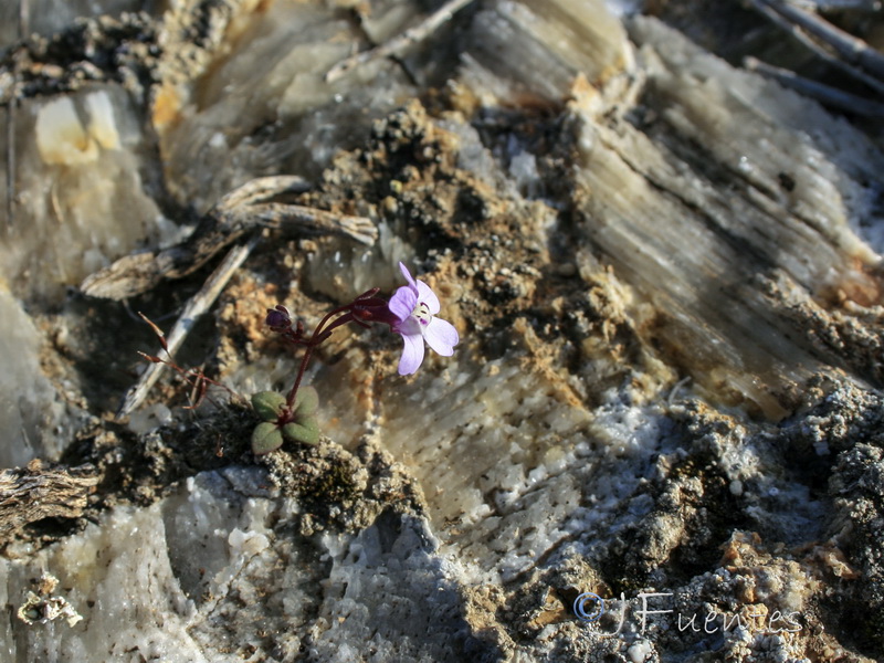 Chaenorrhinum grandiflorum grandiflorum.18