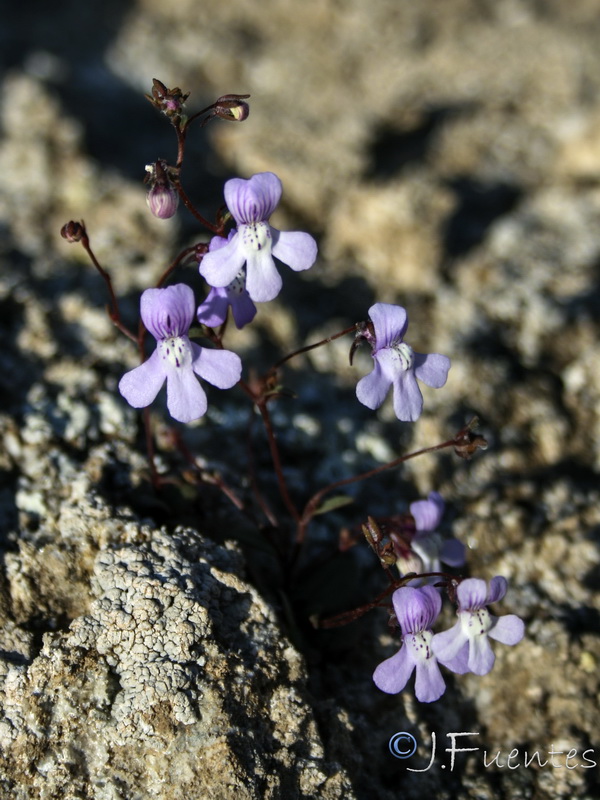 Chaenorrhinum grandiflorum grandiflorum.20