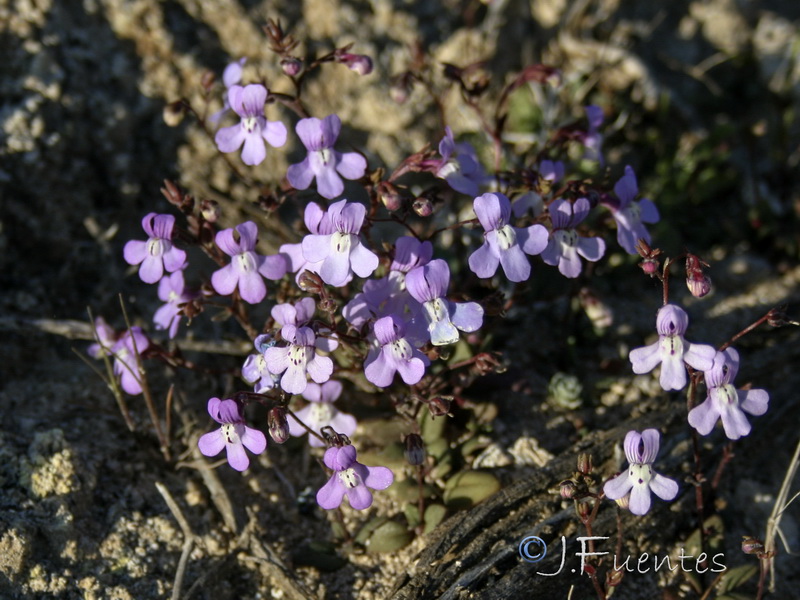 Chaenorrhinum grandiflorum grandiflorum.21