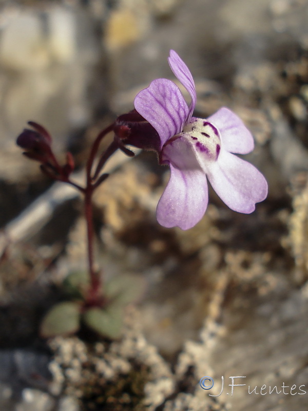 Chaenorrhinum grandiflorum grandiflorum.22