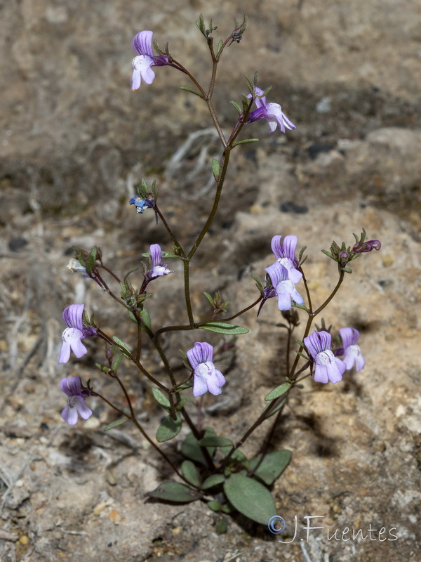 Chaenorrhinum grandiflorum grandiflorum.40