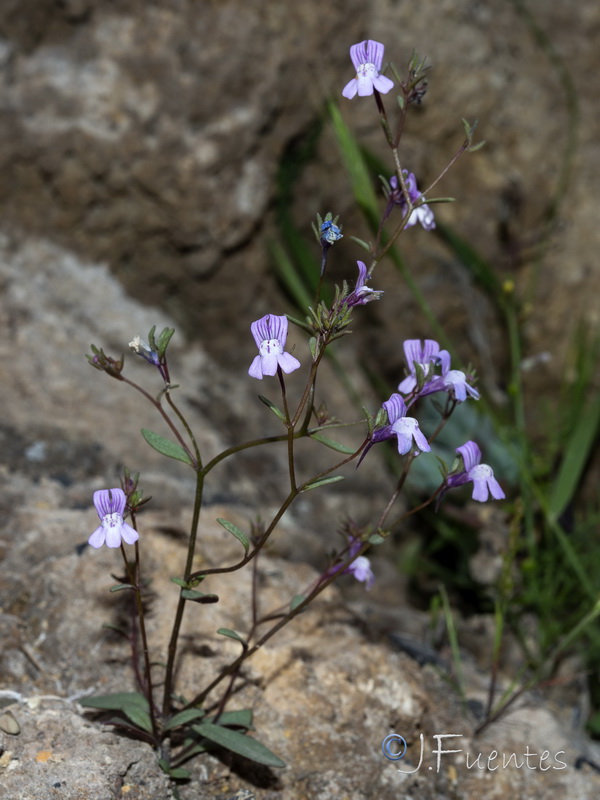 Chaenorrhinum grandiflorum grandiflorum.42