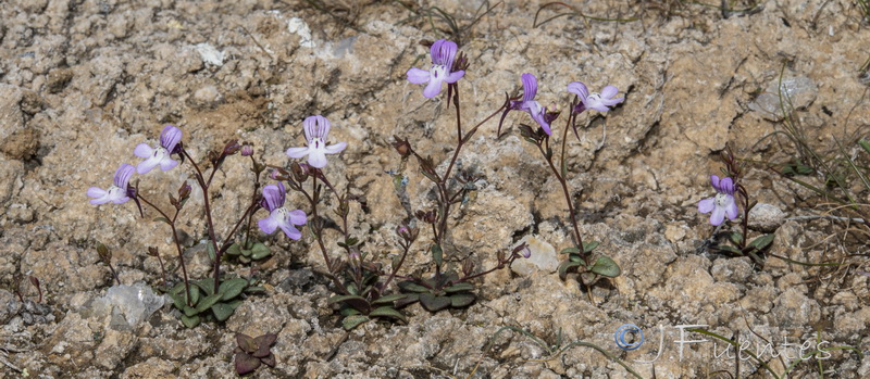 Chaenorrhinum grandiflorum grandiflorum.44