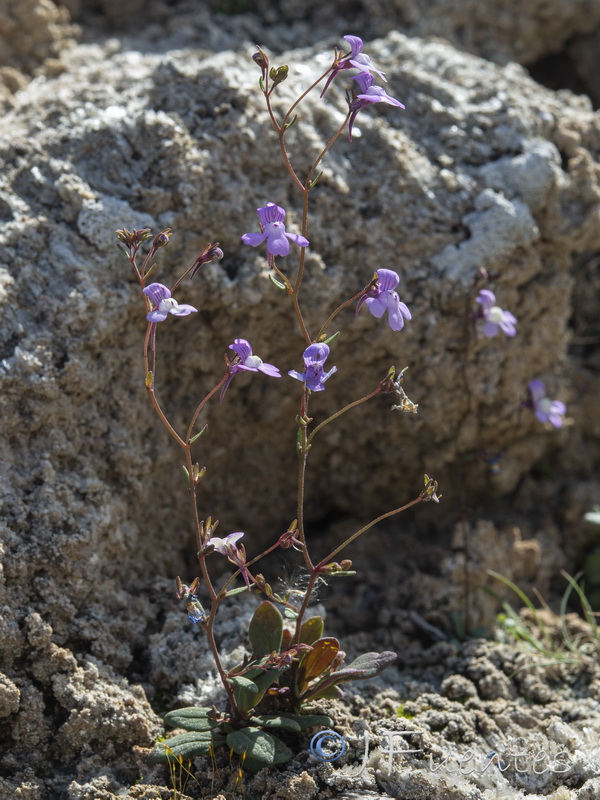 Chaenorrhinum grandiflorum grandiflorum.45