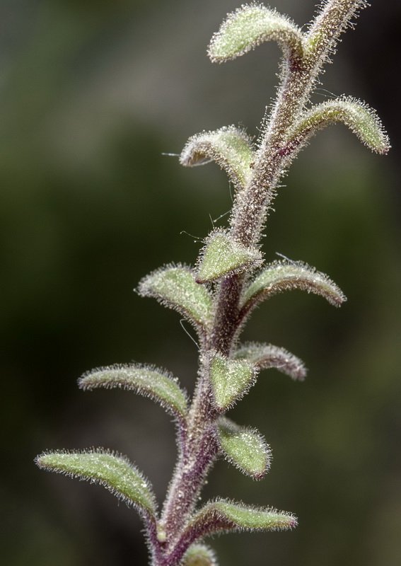 Chaenorrhinum macropodum.06