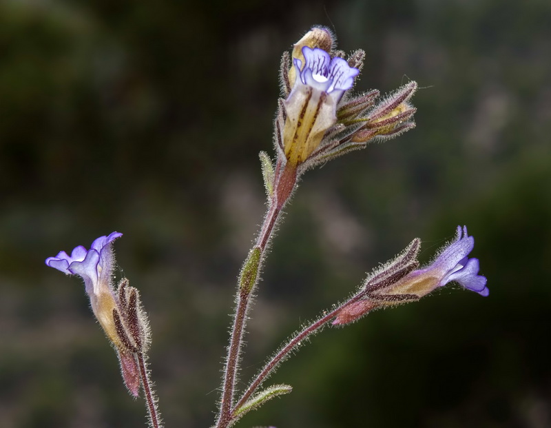 Chaenorrhinum macropodum.10
