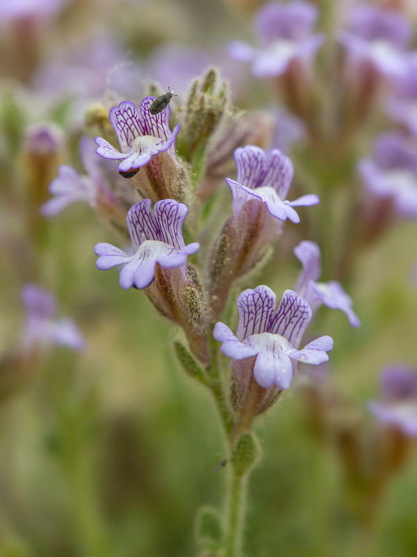 Chaenorrhinum macropodum ssp degenii.11