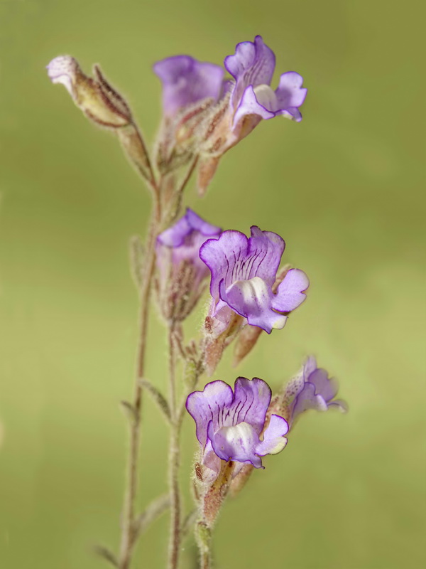 Chaenorrhinum macropodum ssp degenii.12