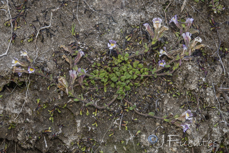 Chaenorrhinum macropodum ssp degenii.13