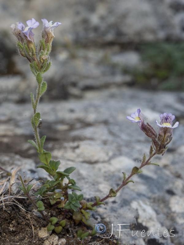 Chaenorrhinum macropodum ssp degenii.14