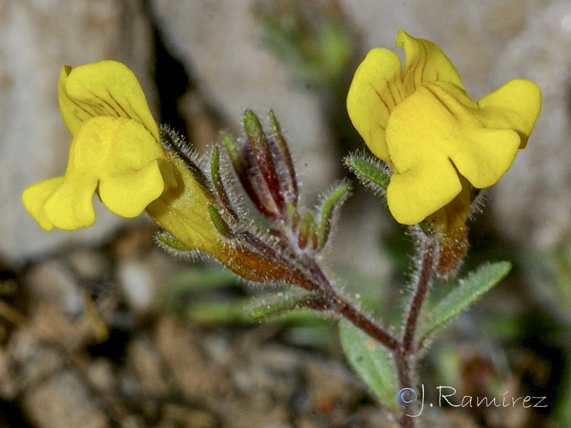 Chaenorrhinum raveyi.02