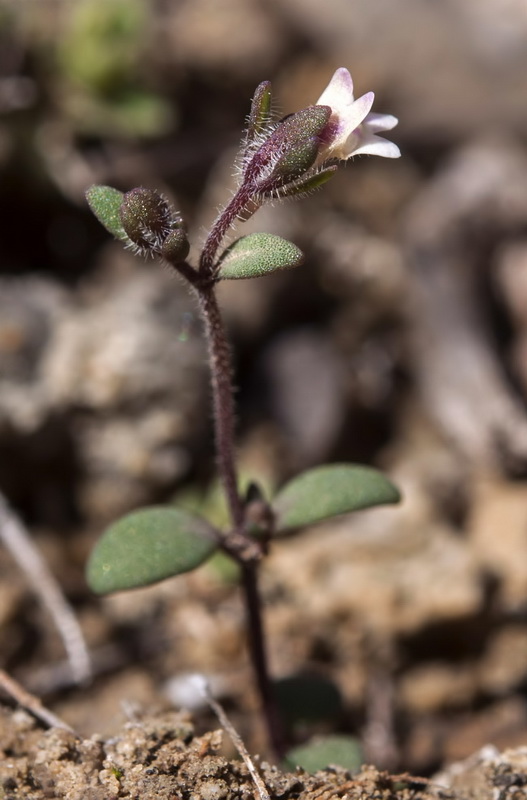 Chaenorrhinum rayesii.01