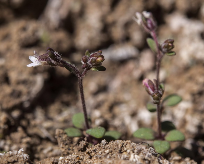 Chaenorrhinum rayesii.04